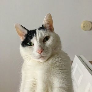 Meet your Posher, Shelby